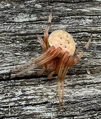 Araneus thaddeus