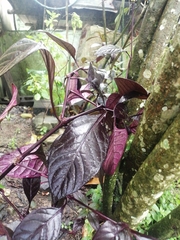 Alternanthera brasiliana