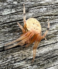 Araneus thaddeus