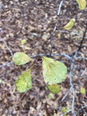 Crataegus spathulata