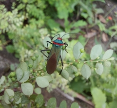 Sphictyrtus chrysis