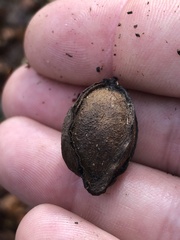 Carya myristiciformis