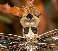 Telephlebia godeffroyi