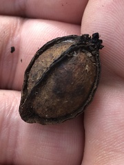 Carya myristiciformis