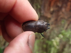 Geodorcus helmsi
