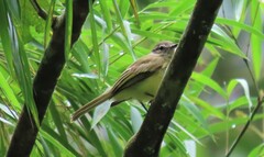 Myiopagis viridicata