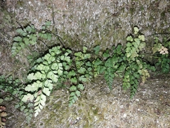 Asplenium hookerianum