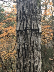 Carya myristiciformis
