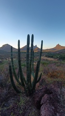 Stenocereus thurberi