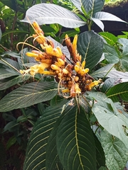 Sanchezia parvibracteata