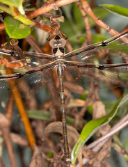 Telephlebia godeffroyi