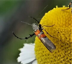 Aetole unipunctella
