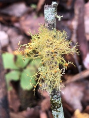Teloschistes exilis