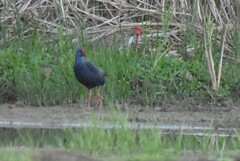 Porphyrio porphyrio