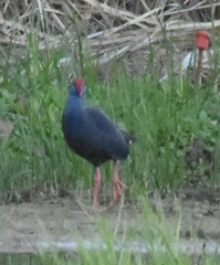 Porphyrio porphyrio
