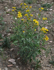 Verbesina encelioides