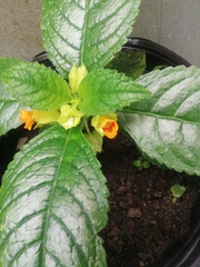 Chrysothemis friedrichsthaliana