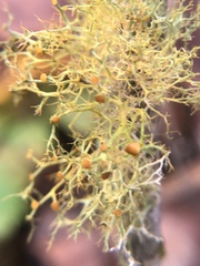 Teloschistes exilis