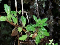 Ourisia caespitosa