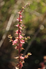 Salsola tragus