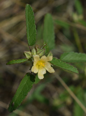 Sida spinosa