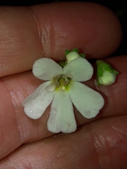 Ourisia caespitosa