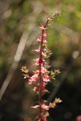 Salsola tragus