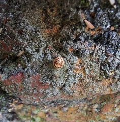 Psyllobora confluens