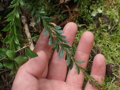 Tmesipteris tannensis