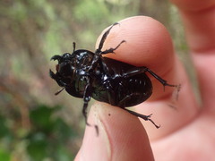 Geodorcus helmsi