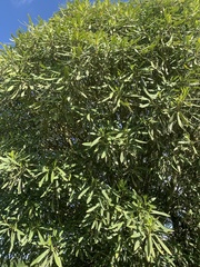 Pseudopanax crassifolius