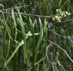 Geijera parviflora