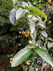 Posoqueria latifolia