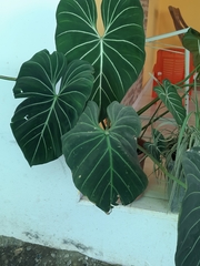 Philodendron gloriosum