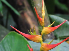 Heliconia latispatha