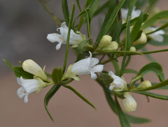 Eremophila mitchellii