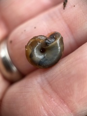 Oxychilus draparnaudi