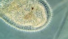 Kentrophyllum setigerum