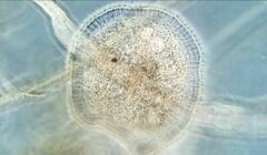 Kentrophyllum setigerum