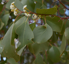 Eucalyptus populnea