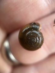 Oxychilus draparnaudi