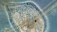 Kentrophyllum setigerum