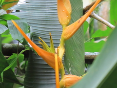 Heliconia latispatha