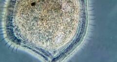 Kentrophyllum setigerum