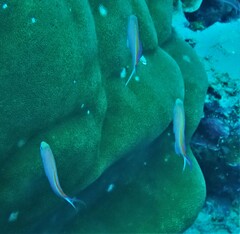 Pyronotanthias smithvanizi