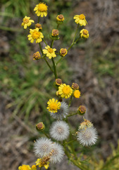 Senecio brigalowensis