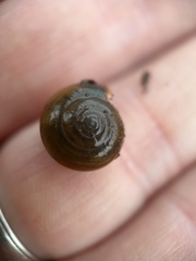 Oxychilus draparnaudi