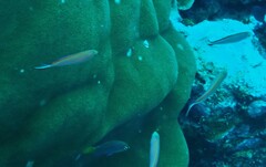 Pyronotanthias smithvanizi