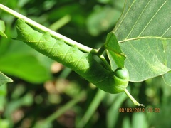 Clanis bilineata