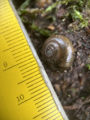 Oxychilus draparnaudi